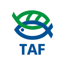 TAF